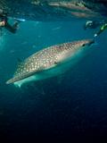 Djibouti - Whale Shark in Djibouti - 07